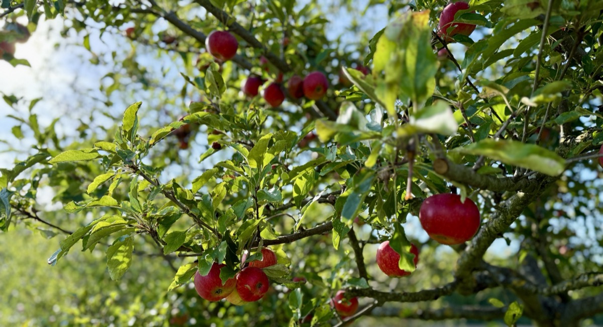Apfelbaum mit reifen Äpfeln