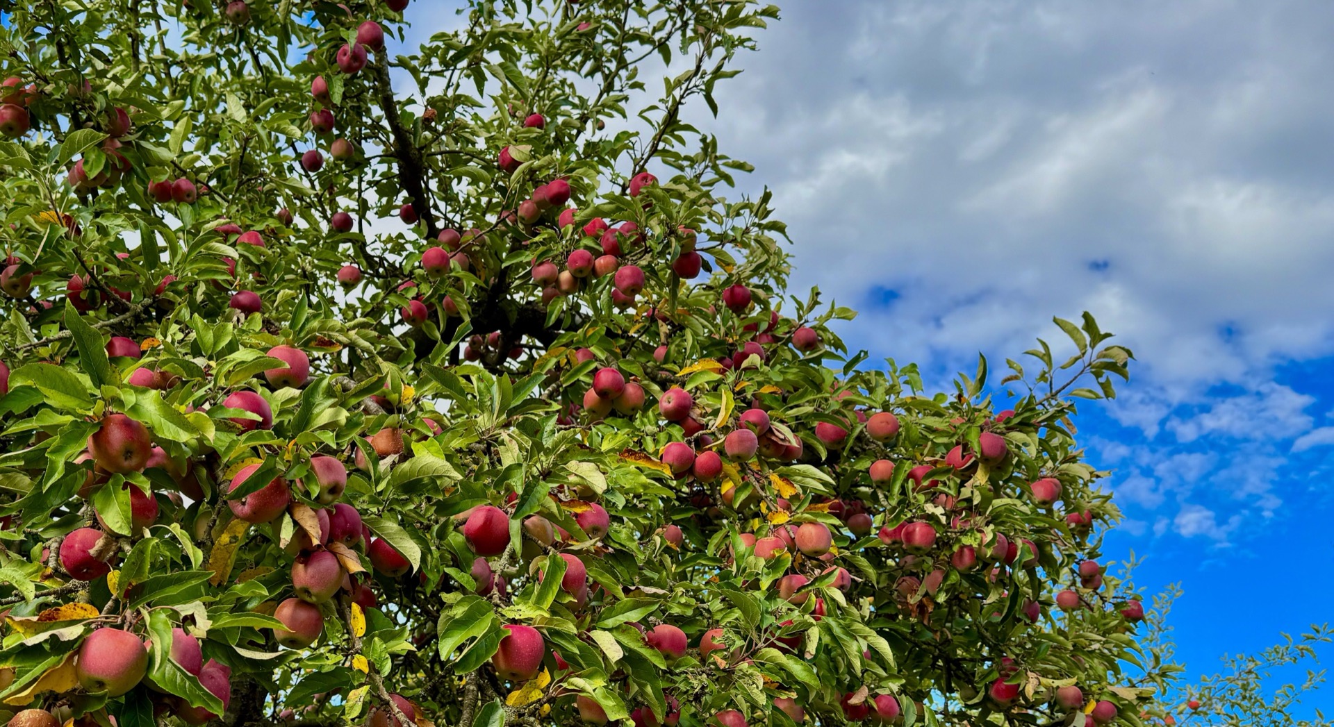 Apfelbaum mit reifen Äpfeln