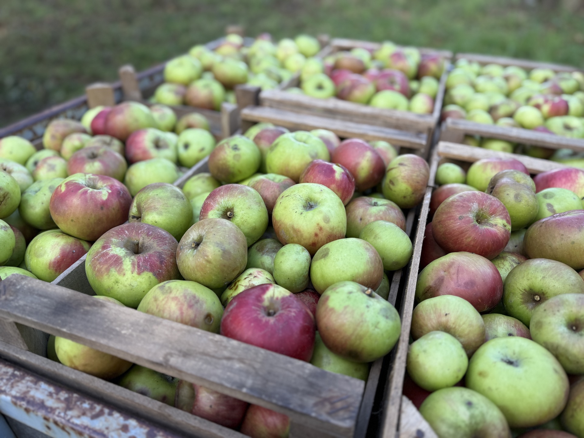 Handverlesene Äpfel in Holzkisten